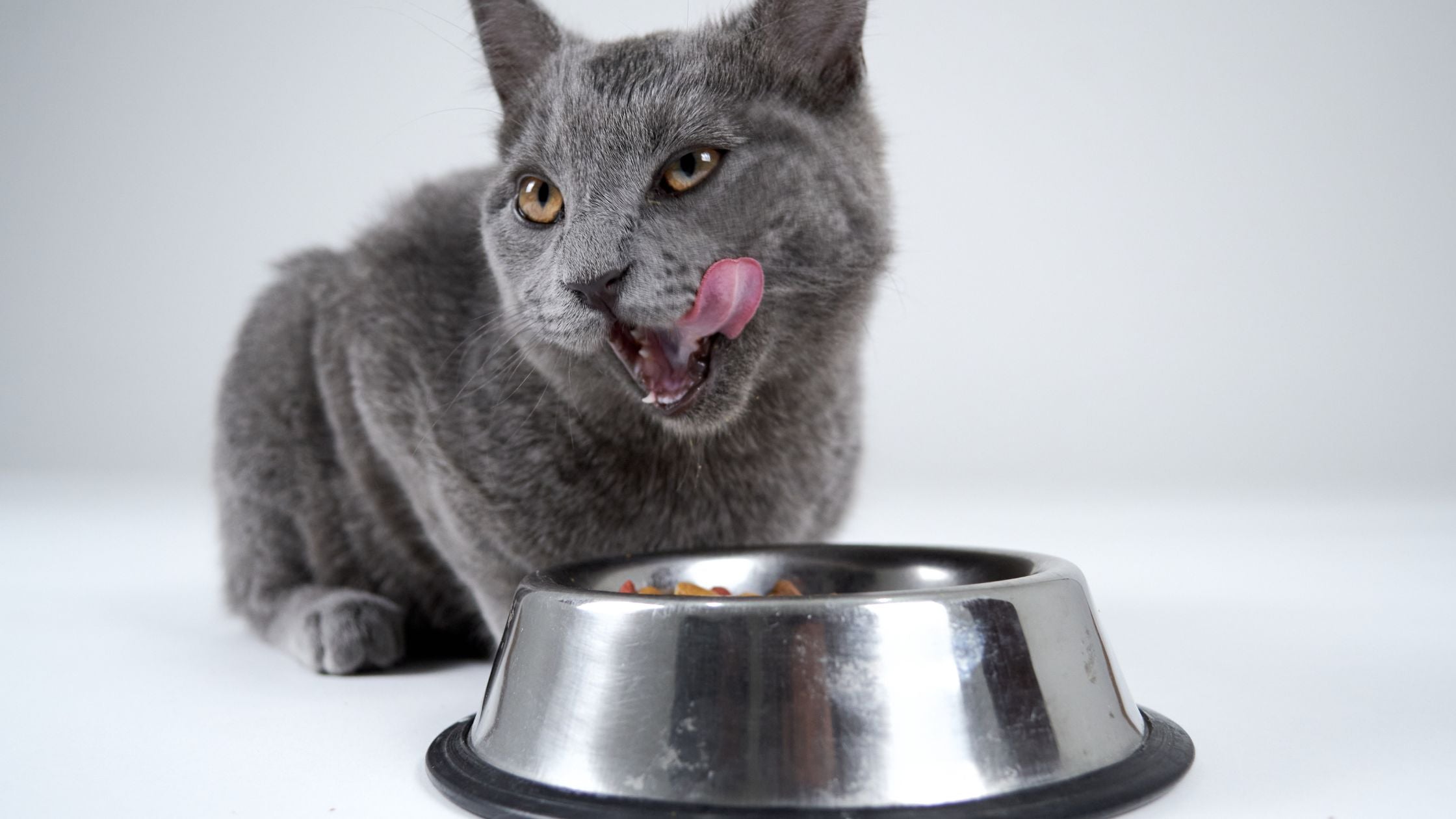 best cat diet