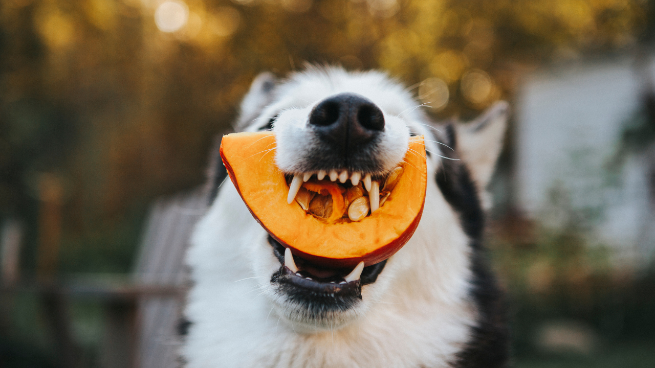 Can dogs have pumpkin?